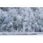Фотообои красивый вид на зимний лес