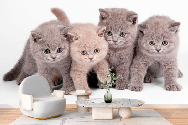 Фотошпалери милі кошенята