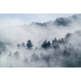 Фотошпалери ліс у тумані