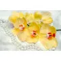 Фотошпалери прекрасна жовта орхідея