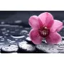 Фотошпалери прекрасна квітка орхідеї на каміннях