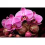 Фотошпалери орхідеї