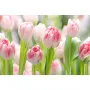 Фотошпалери тюльпани.