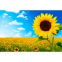 Фотошпалери соняшник під блакитним небом