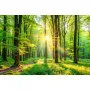 Фотошпалери сонячний ліс