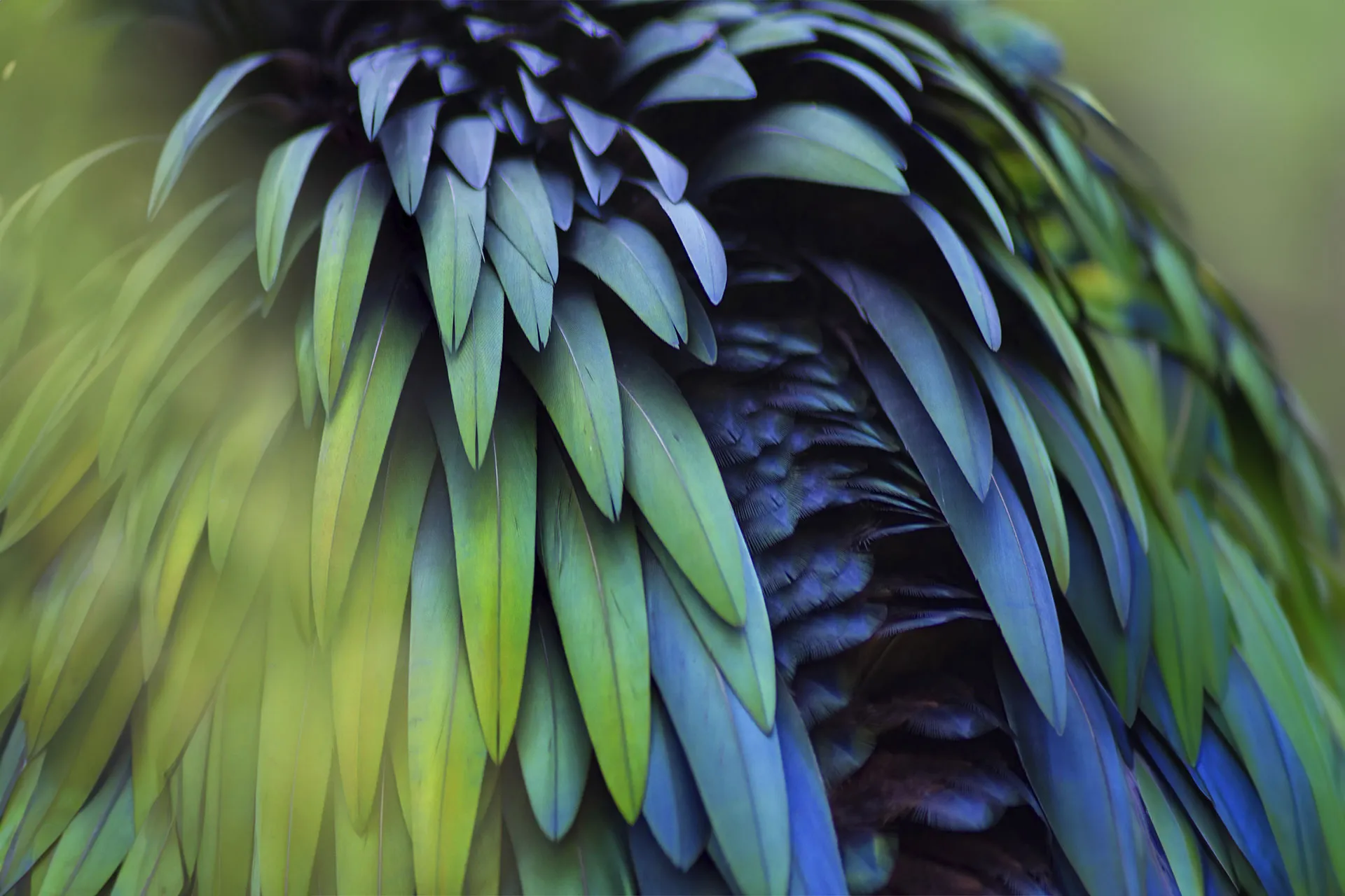 Фотошпалери різнокольорове листя.