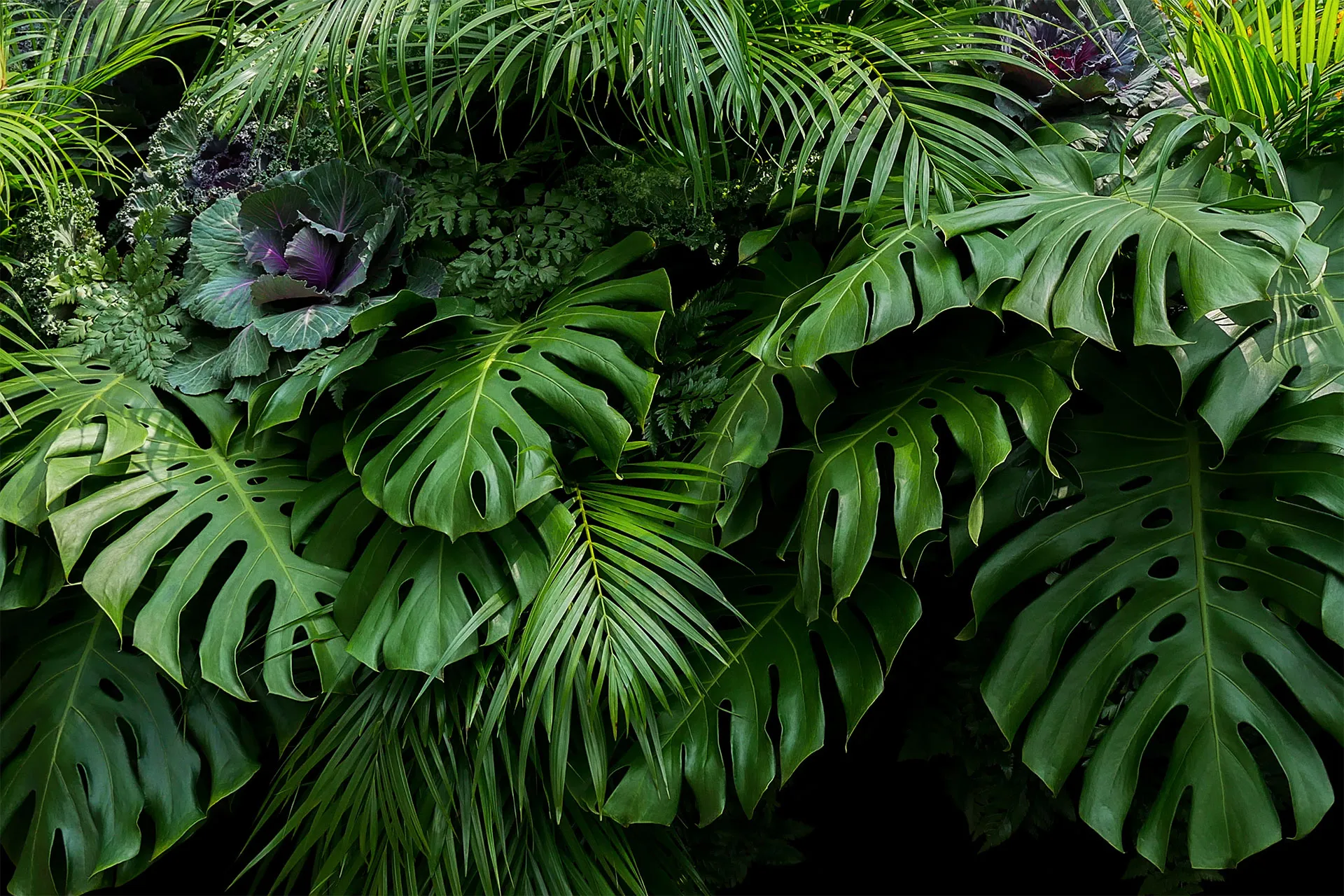 Фотошпалери тропічні рослини.