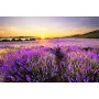 Фотошпалери лавандове поле