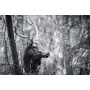 Фотошпалери олень у лісі, монохромне виконання.