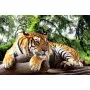 Фотошпалери тигр.
