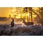 Фотошпалери пара оленів на заході сонця.