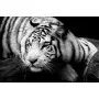 Фотошпалери тигр у монохромному виконанні.