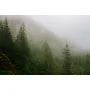 Фотошпалери сосновий ліс у тумані.